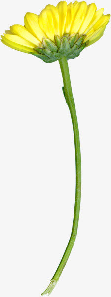 花朵盛开的菊花黄色菊花免抠