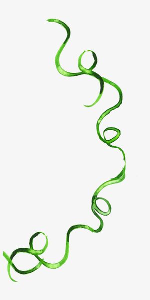 手绘绿色美景枝条免抠