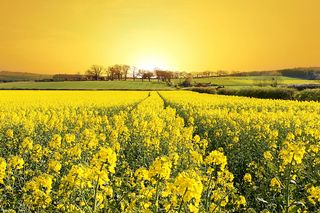平原油菜花图片 平原 原野 田野 田园高清