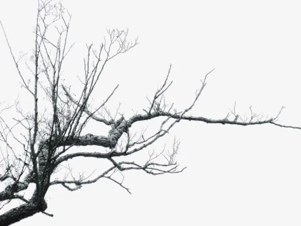 插画枯树枝免抠