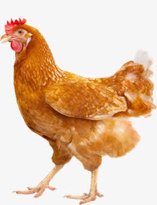 母鸡图片素材免抠