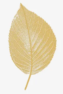 树叶 叶子 金叶子 金色免抠