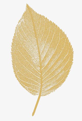 树叶 叶子 金叶子 金色免抠