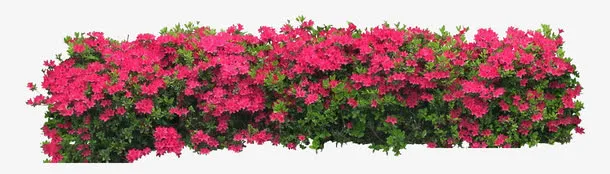花草免抠