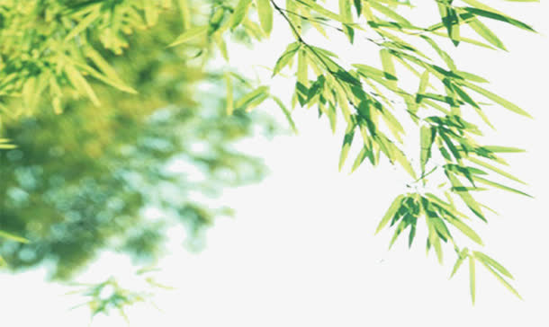 绿色清新树叶春天免抠