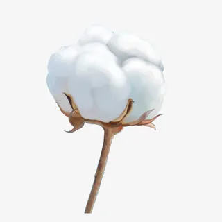 棉花免抠