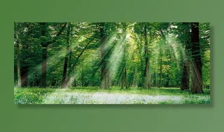 森林阳光背景高清摄影风景背景