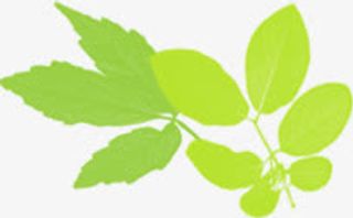 清新绿叶购物车图片免抠