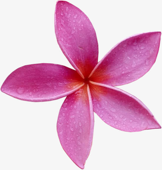紫红色花朵花瓣水珠免抠
