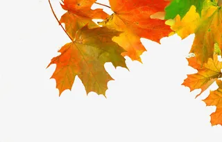 梧桐叶设计装饰素材免抠