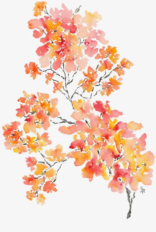 手绘红叶免抠