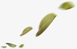 唯美模糊植物树叶免抠