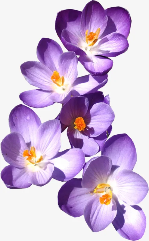 番红花免抠