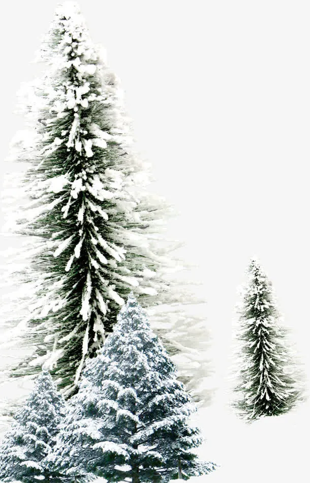 挂着积雪的绿色松树免抠
