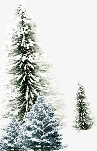 挂着积雪的绿色松树免抠