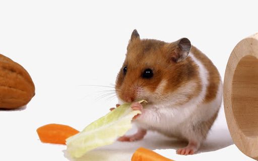 仓鼠金丝熊素材免抠