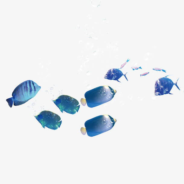 海里的鱼图片免抠