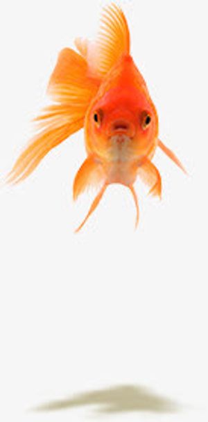 正面金鱼png免扣素材免抠