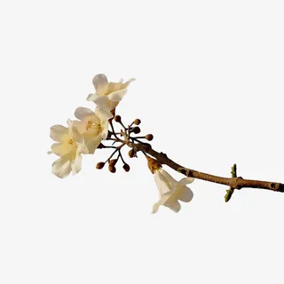 树枝头的梧桐花免抠