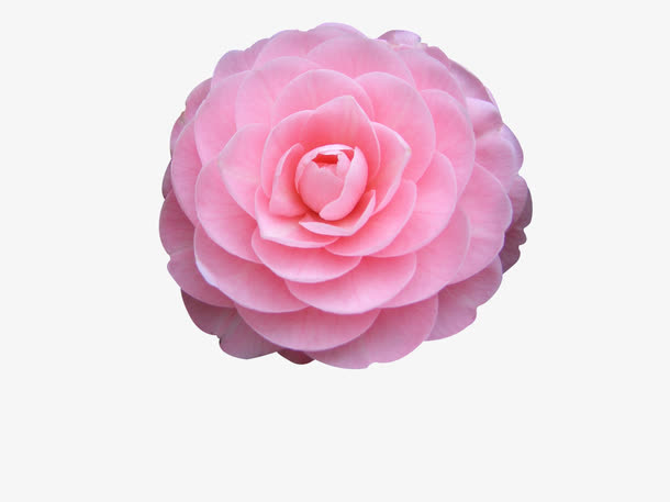 牡丹花免抠