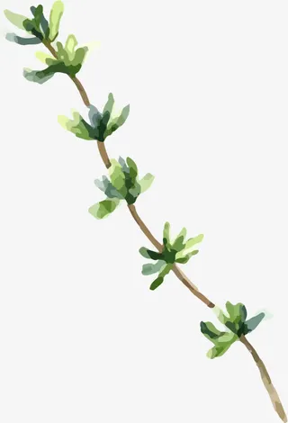 一枝简约典雅风格的手绘树枝免抠