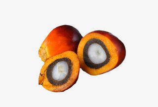 棕榈果内部结构免抠