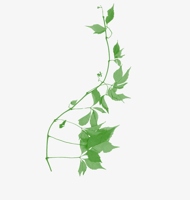彩绘绿叶免抠