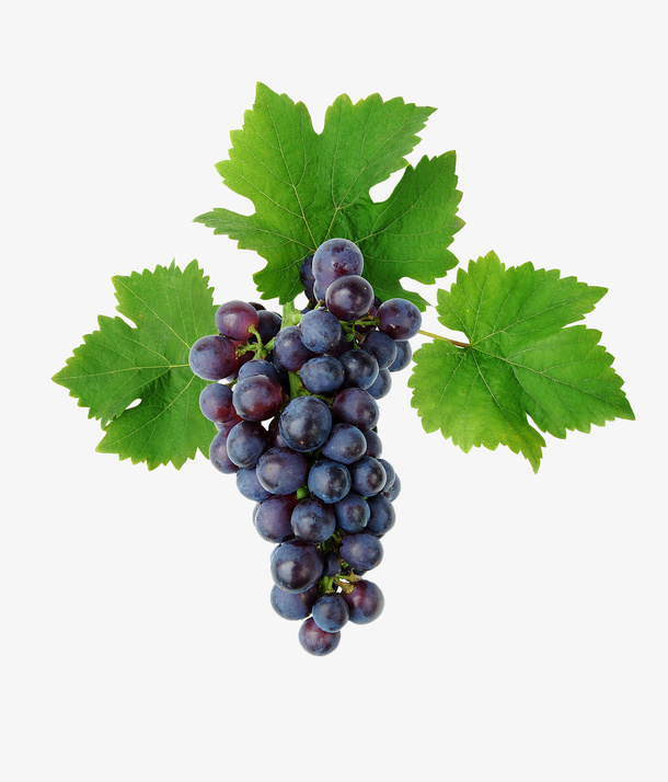 一串黑色提子葡萄免抠