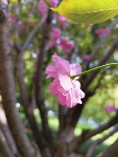 樱花盛开,光影斑驳高清 樱花盛开,光影斑驳高清