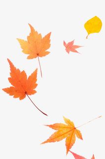 枫叶免抠动植物植物元素
