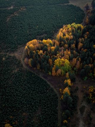 唯美的心心树木高清