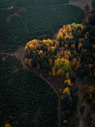 唯美的心心树木高清