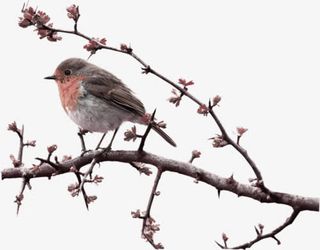 树枝上的一只小鸟免抠