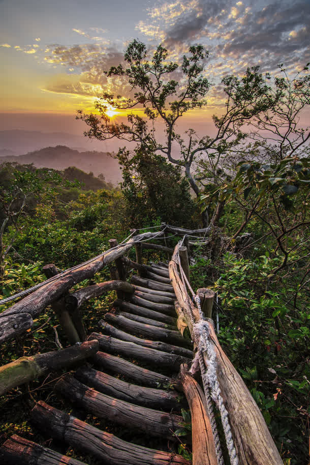 夕阳茂密的丛林深处免抠