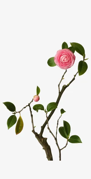 花苞 花 绿叶 树枝png素材免抠