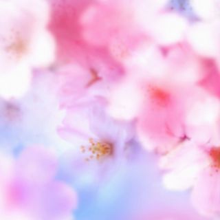 无敌炫彩鲜花高清