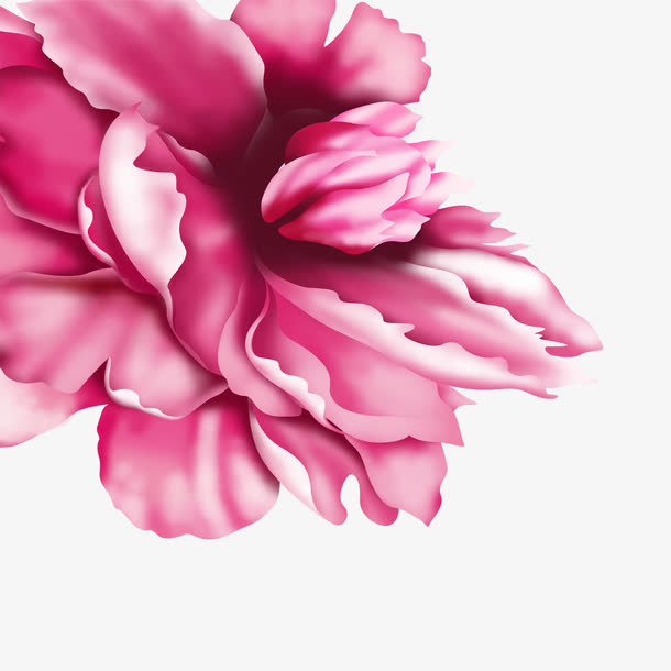 花朵免抠