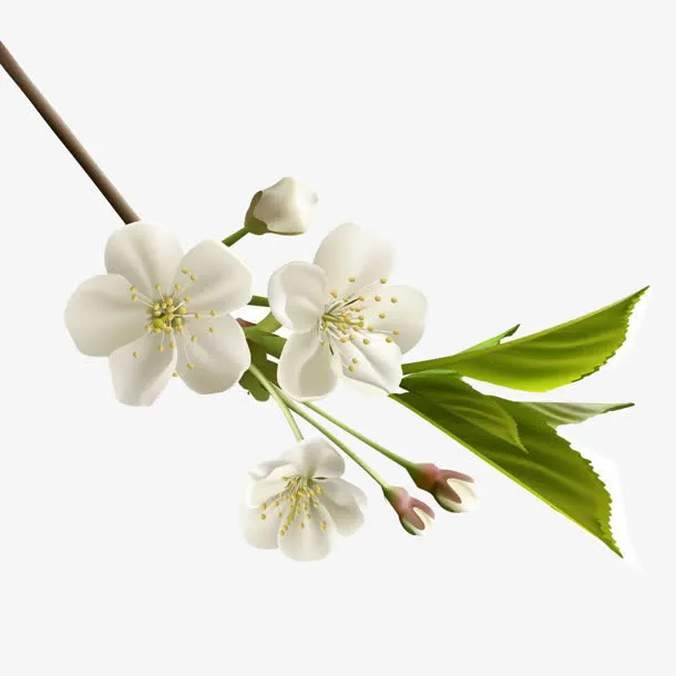 花瓣树枝树叶白色的花梅花免抠