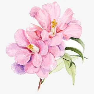 片片花瓣图片素材免抠