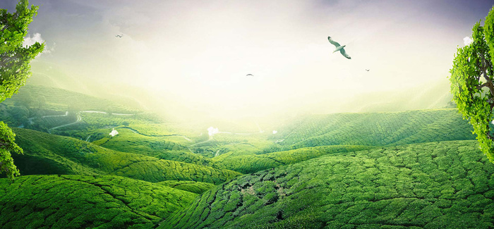 夏季清新唯美茶园背景高清