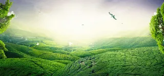 夏季清新唯美茶园背景高清