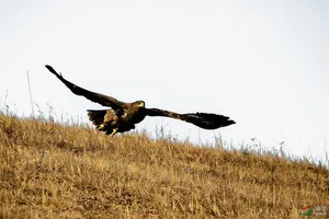 野外飞鹏免抠