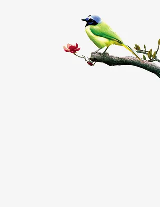 树枝上的鸟免抠