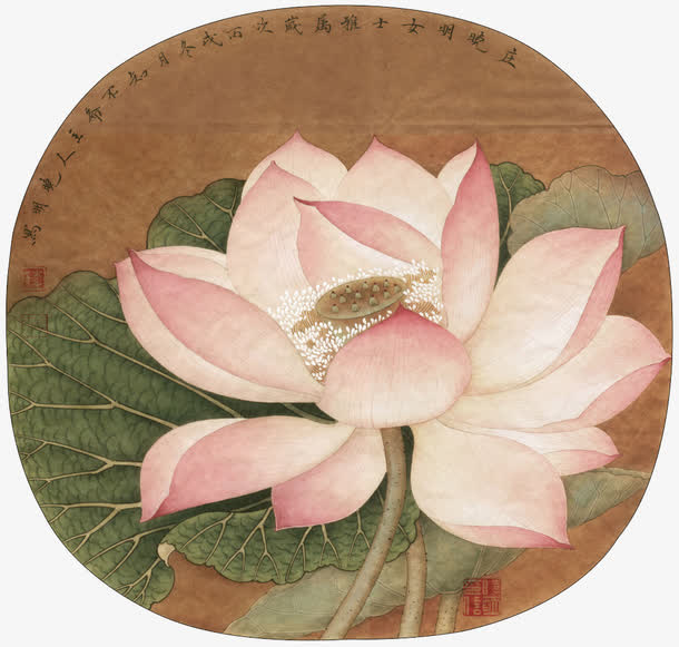 国画荷花免抠