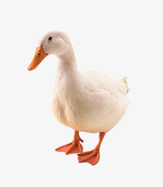 白鸭子正面免抠