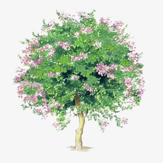 树木背景图片素材透明树木素材