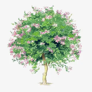 树木背景图片素材透明树木素材