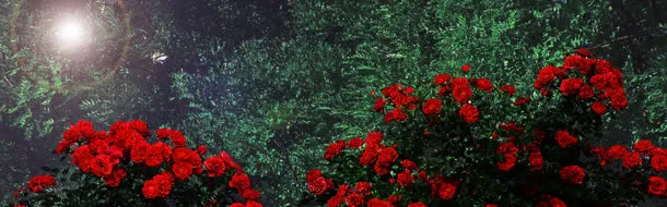 淘宝女鞋唯美玫瑰背景banner