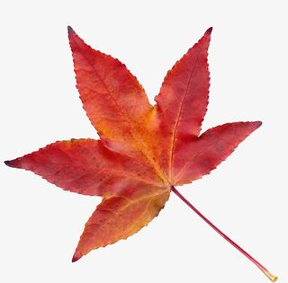 实物一片红色枫叶免抠