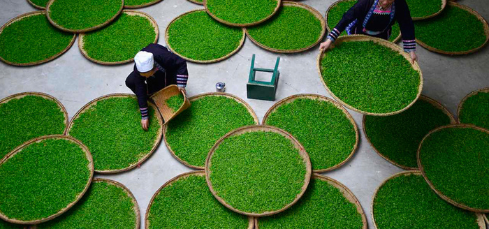 茶农背景图高清